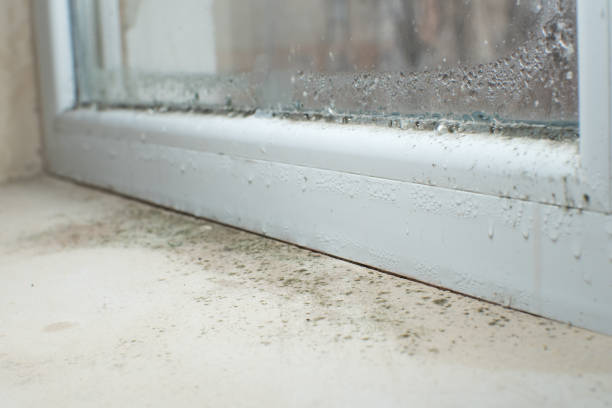 Mold Remediation for Rental Properties in Spring Valley, NY